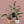 Philodendron Pink Bikini (aka Pink Birkin)