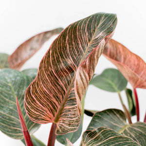 Philodendron Pink Bikini (aka Pink Birkin)