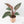 Philodendron Pink Bikini (aka Pink Birkin)
