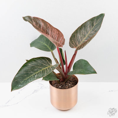 Philodendron Pink Bikini (aka Pink Birkin)