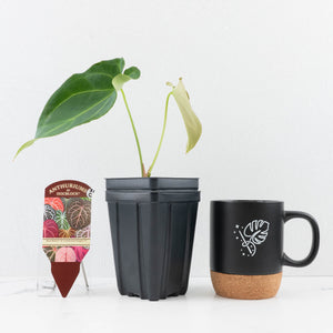 Anthurium Black Widow '43' x Forgetii '57' by DocBlock® (wk31-C)