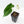 Anthurium Black Widow '43' x Forgetii '57' by DocBlock® (wk31-C)