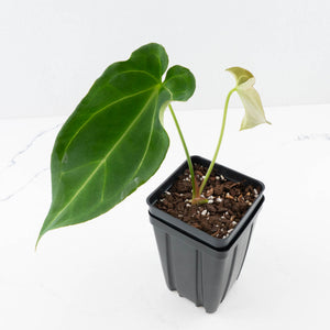 Anthurium Black Widow '43' x Forgetii '57' by DocBlock® (wk31-C)