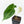 Anthurium Black Widow '43' x Forgetii '57' by DocBlock® (wk31-C)