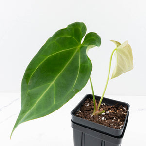 Anthurium Black Widow '43' x Forgetii '57' by DocBlock® (wk31-C)