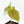 Anthurium Black Widow '43' x Forgetii '57' by DocBlock® (wk31-C)