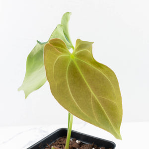 Anthurium Black Widow '43' x Forgetii '57' by DocBlock® (wk31-C)