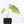 Anthurium Black Widow '43' x Forgetii '57' by DocBlock® (wk31-C)