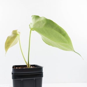 Anthurium Black Widow '43' x Forgetii '57' by DocBlock® (wk31-C)