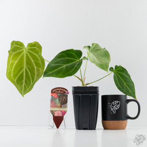Anthurium Black Widow '43' x forgetii '57' by DocBlock (wk41-L355)
