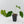 Anthurium Black Widow '43' x forgetii '57' by DocBlock (wk41-L355)