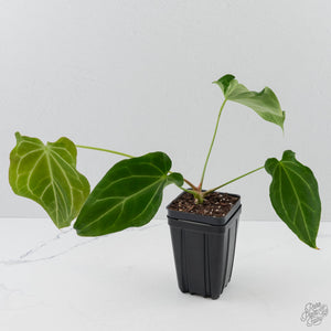 Anthurium Black Widow '43' x forgetii '57' by DocBlock (wk41-L355)