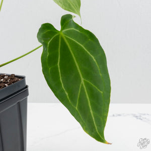 Anthurium Black Widow '43' x forgetii '57' by DocBlock (wk41-L355)