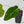 Anthurium Black Widow '43' x forgetii '57' by DocBlock (wk41-L355)