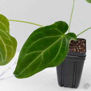 Anthurium Black Widow '43' x forgetii '57' by DocBlock (wk41-L355)