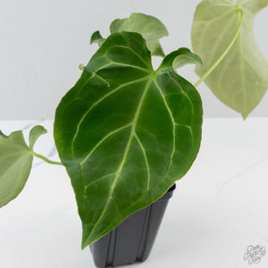 Anthurium Black Widow '43' x forgetii '57' by DocBlock (wk41-L355)