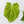 Anthurium Black Widow '43' x forgetii '57' by DocBlock (wk41-L355)