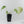 Anthurium Black Widow '43' x forgetii '57' by DocBlock (wk41-L355)