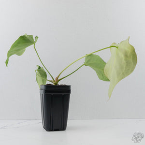 Anthurium Black Widow '43' x forgetii '57' by DocBlock (wk41-L355)