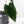 Anthurium Black Widow '43' x Red Velvet Cake '24' by DocBlock (wk40-L333)