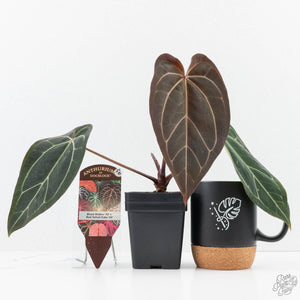 Anthurium Black Widow '43' x Red Velvet Cake '24' by DocBlock® (wk24-B)