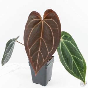 Anthurium Black Widow '43' x Red Velvet Cake '24' by DocBlock® (wk24-B)