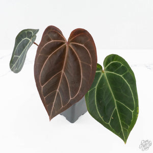 Anthurium Black Widow '43' x Red Velvet Cake '24' by DocBlock® (wk24-B)