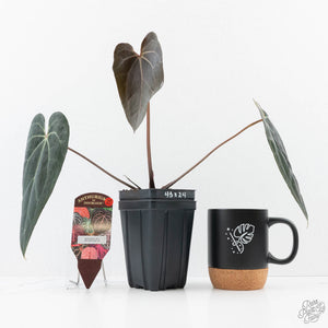 Anthurium Black Widow '43' x Red Velvet Cake '24' by DocBlock® (wk25-M)