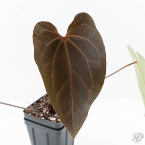 Anthurium Black Widow '43' x Red Velvet Cake '24' by DocBlock® (wk25-M)