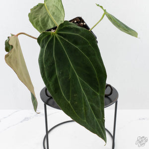 Anthurium Black Widow '43' x Red Velvet Cake '24' by DocBlock (wk40-L320)