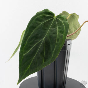 Anthurium Black Widow '43' x Red Velvet Cake '24' by DocBlock (wk40-L320)