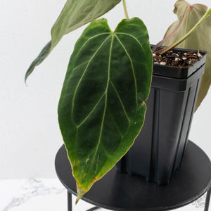 Anthurium Black Widow '43' x Red Velvet Cake '24' by DocBlock (wk40-L320)