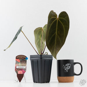 Anthurium Black Widow '43' x Red Velvet Cake '24' by DocBlock® (wk43-L394)