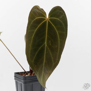 Anthurium Black Widow '43' x Red Velvet Cake '24' by DocBlock® (wk43-L394)