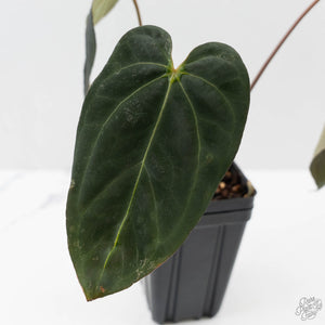 Anthurium Black Widow '43' x Red Velvet Cake '24' by DocBlock® (wk43-L394)
