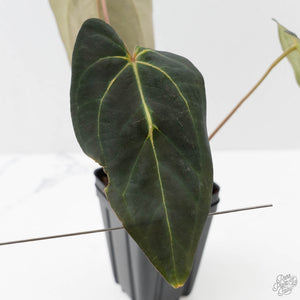 Anthurium Black Widow '43' x Red Velvet Cake '24' by DocBlock® (wk43-L394)