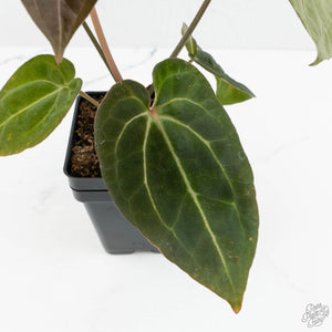 Anthurium Black Widow '43' x Zara '14' by DocBlock® (wk18-D)