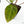 Anthurium Black Widow '43' x Zara '14' by DocBlock® (wk18-D)
