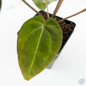 Anthurium Black Widow '43' x Zara '14' by DocBlock® (wk18-D)