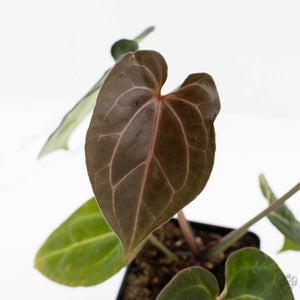 Anthurium Black Widow '43' x Zara '14' by DocBlock® (wk18-D)