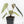Anthurium Black Widow '43' x Zara '14' by DocBlock® (wk18-D)
