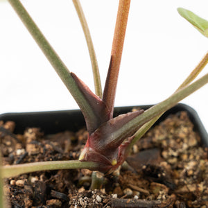 Anthurium Black Widow '43' x Zara '14' by DocBlock® (wk18-D)