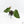 Anthurium Black Widow '43' x Zara '14' by DocBlock® (wk19-E)