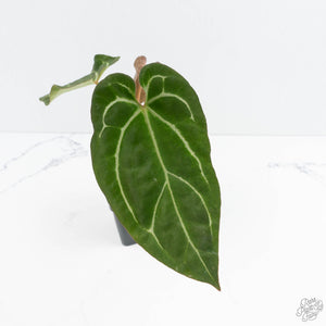 Anthurium Black Widow '43' x Zara '14' by DocBlock® (wk19-E)