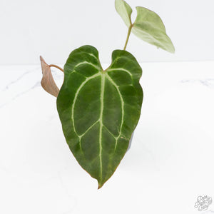 Anthurium Black Widow '43' x Zara '14' by DocBlock® (wk19-E)