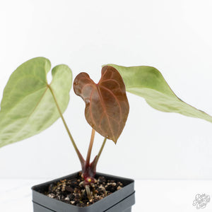 Anthurium Black Widow '43' x Zara '14' by DocBlock® (wk19-E)