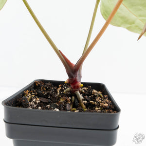 Anthurium Black Widow '43' x Zara '14' by DocBlock® (wk19-E)