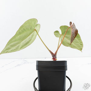 Anthurium Black Widow '43' x Zara '14' by DocBlock® (wk19-E)