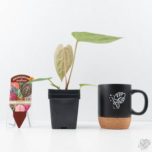 Anthurium Black Widow '43' x Zara '14' by DocBlock® (wk21-A)