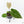 Anthurium Black Widow '43' x Zara '14' by DocBlock® (wk21-A)